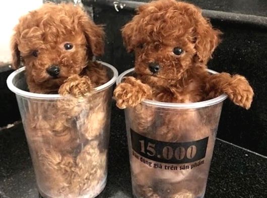 Toy Poodle Yavrulari Ankara görsel