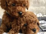 Toy Poodle Yavrulari Ankara