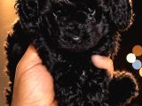Türki̇yeni̇n En Uygun Poodle Yavrulari
