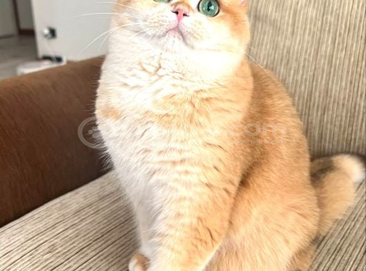 Golden Kızımız Yeni Yuvasını Arıyor görsel