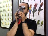 Konuşan Dans Eden Jako Papağanimiz