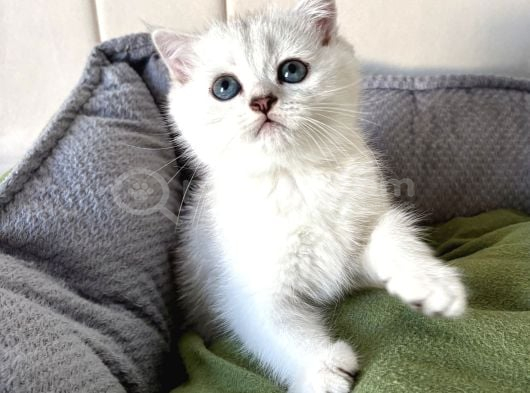Kaliteli Silver ve Blue Point Bebekler