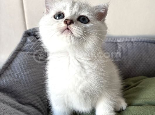 Kaliteli Silver Ve Blue Point Bebekler görsel