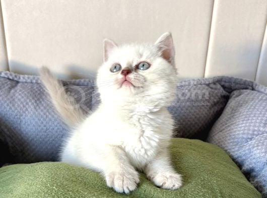 Kaliteli Silver Ve Blue Point Bebekler görsel