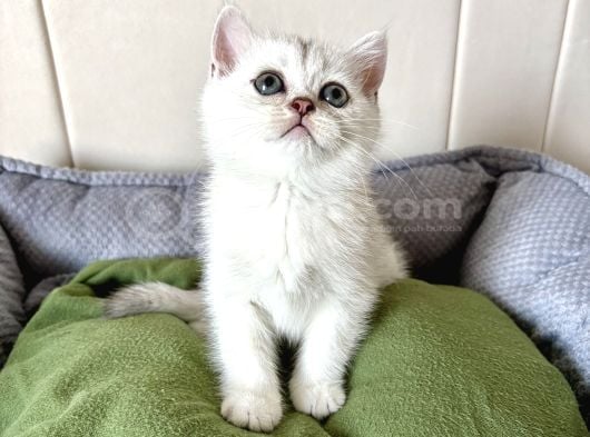 Kaliteli Silver Ve Blue Point Bebekler görsel