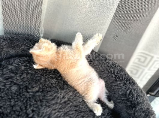 Golden Kızımız Yeni Yuvasını Arıyor görsel