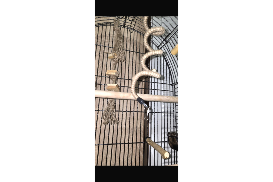 Full Evcil Iki Buçuk Aylık Konur