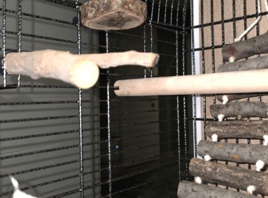 Full Evcil Iki Buçuk Aylık Konur görsel
