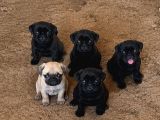 Pug Bebekler
