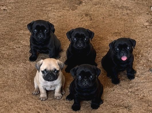 Pug bebekler