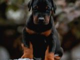 Doberman Yavruları  Sağlıklı Kaliteli