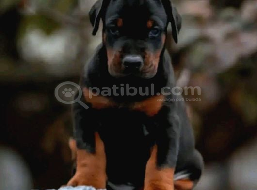 Doberman Yavruları  Sağlıklı Kaliteli görsel