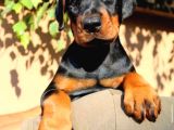 Doberman Yavruları  Sağlıklı Kaliteli