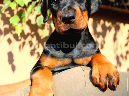 Doberman Yavruları  Sağlıklı Kaliteli görsel