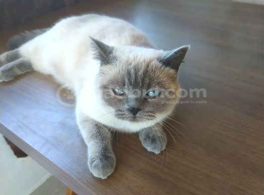 British Shorthair Blue Point Dişi 4 Yaşında görsel