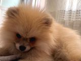 Pomeranian Yetişkin Oğlumuz