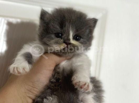 Bicolor Harika Bebekler görsel