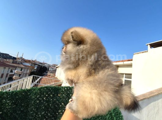 Ayi Surat Pomeri̇an Boo Parti̇ Color Orange görsel