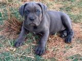 Cane Corsa Yavrular