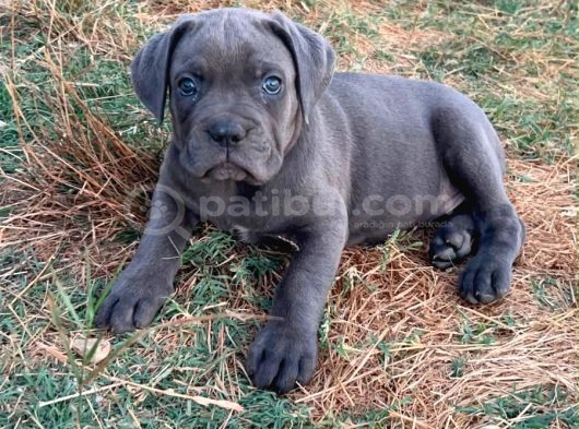 Cane Corsa Yavrular