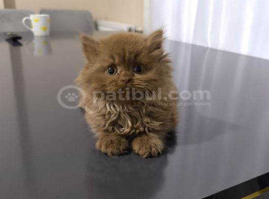 İstanbul Cinamon Blh Safkan Scrli̇ görsel