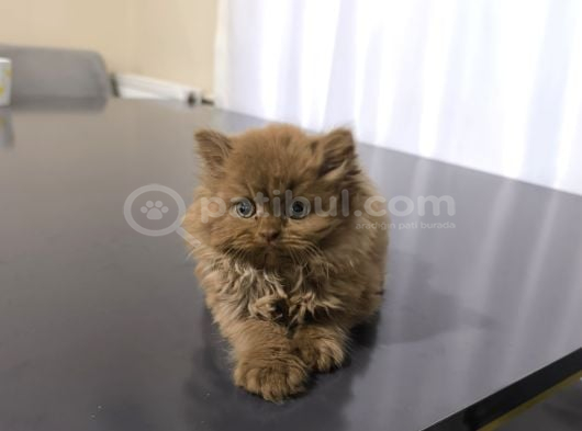 İstanbul Cinamon Blh Safkan Scrli̇ görsel