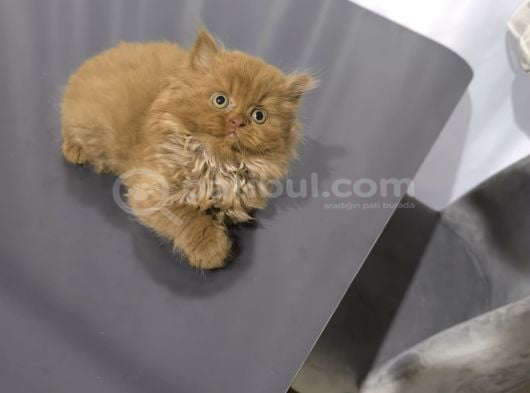 İstanbul Cinamon Blh Safkan Scrli̇