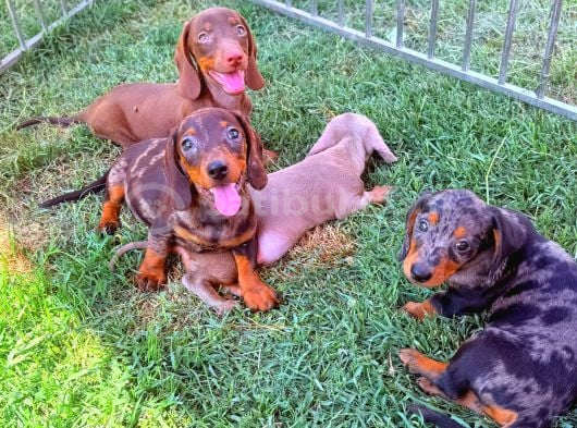 Orjinal Dachshund Sosis Yavrular görsel