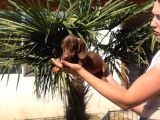 Orjinal Dachshund Sosis Yavrular