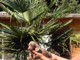 Orjinal Dachshund Sosis Yavrular