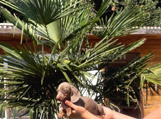 Orjinal Dachshund Sosis Yavrular görsel