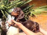 Orjinal Dachshund Sosis Yavrular