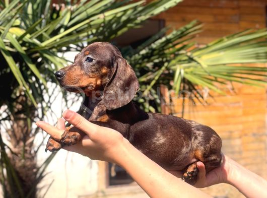 Orjinal Dachshund Sosis Yavrular görsel