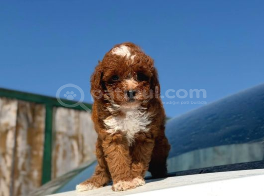 Parti Color toy poodle Yavrular