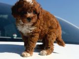 Parti Color Toy Poodle Yavrular