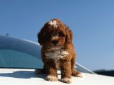 Parti Color Toy Poodle Yavrular