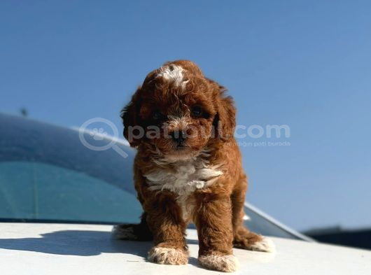 Parti Color Toy Poodle Yavrular görsel