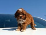 Parti Color Toy Poodle Yavrular