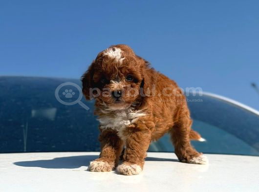 Parti Color Toy Poodle Yavrular görsel