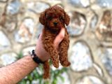Orjinal Toy Poodle Erkek Dişi Red Ki̇f Scr Anne Babadan Yavru