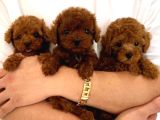 Orjinal Toy Poodle Erkek Dişi Red Yavru Şecereli Anne Baba
