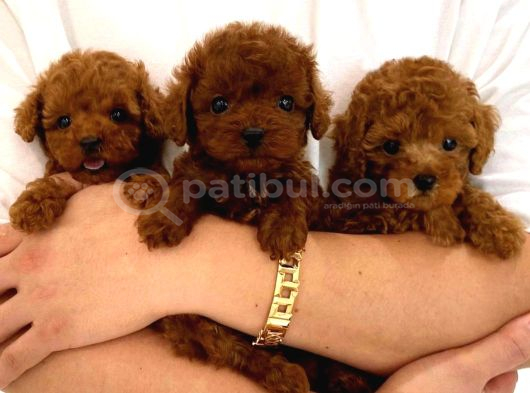 Orjinal Toy Poodle Erkek Dişi Red Yavru Şecereli Anne Baba