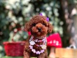 Red Brown Mini Poodle Bebekler