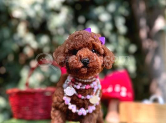 Red Brown Mini Poodle Bebekler görsel