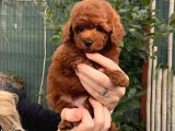 Orjinal Red Toy Poodle Yavru Erkek Dişi Teacup Toy Boy Yavru