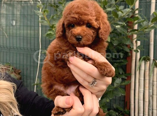 Orjinal Red Toy Poodle Yavru Erkek Dişi Teacup Toy Boy Yavru görsel