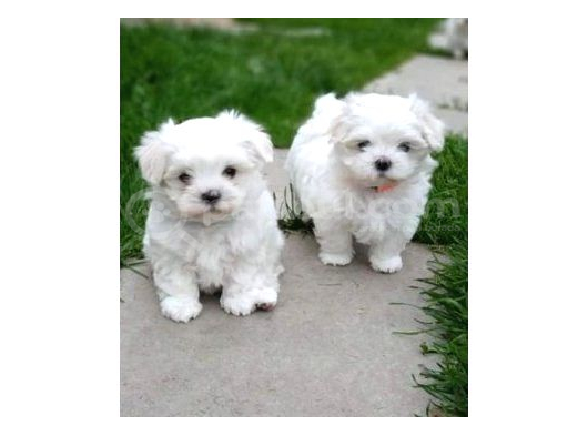 Topaç Gibi Maltese Bebeklerimiz görsel