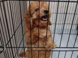 3 Aylik Toy Poodle Di̇şi̇