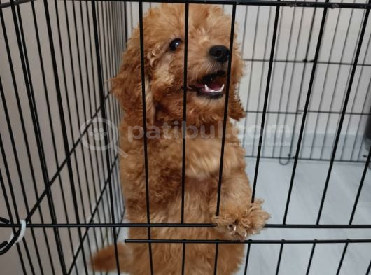 3 Aylik Toy Poodle Di̇şi̇ görsel