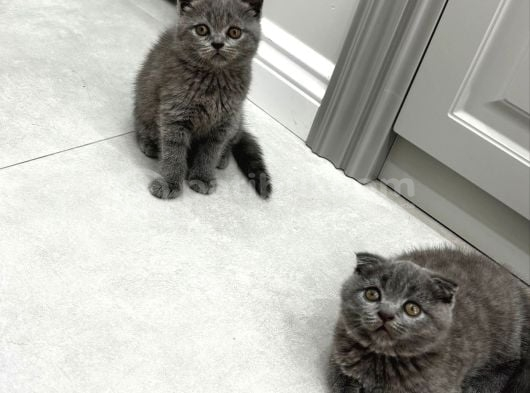 Kaliteli Ev Ortamında Yetişmiş Bebekler görsel